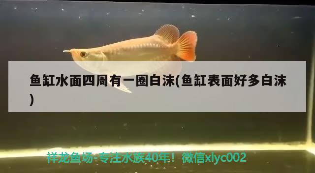 魚缸水面四周有一圈白沫(魚缸表面好多白沫) 野生地圖魚