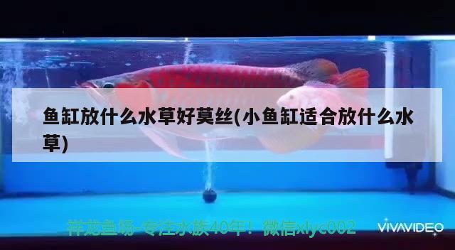 魚缸放什么水草好莫絲(小魚缸適合放什么水草) 水草