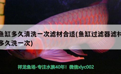 魚(yú)缸多久清洗一次濾材合適(魚(yú)缸過(guò)濾器濾材多久洗一次)