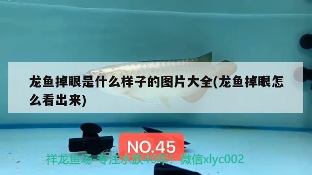 龍魚掉眼是什么樣子的圖片大全(龍魚掉眼怎么看出來(lái)) 印尼三紋虎