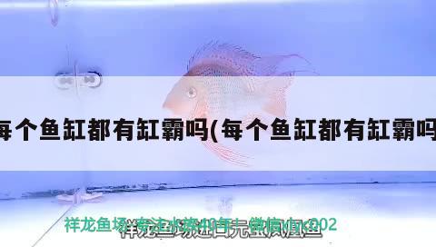 每個魚缸都有缸霸嗎(每個魚缸都有缸霸嗎)