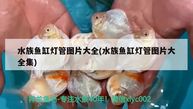 水族魚缸燈管圖片大全(水族魚缸燈管圖片大全集)