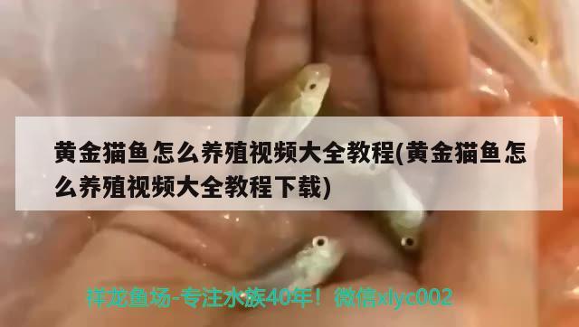 黃金貓魚怎么養(yǎng)殖視頻大全教程(黃金貓魚怎么養(yǎng)殖視頻大全教程下載) 黃金貓魚