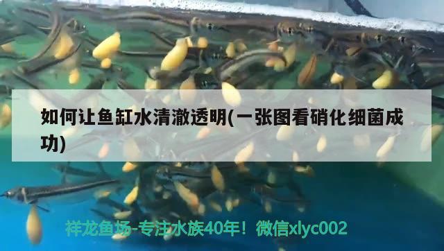 如何讓魚(yú)缸水清澈透明(一張圖看硝化細(xì)菌成功)