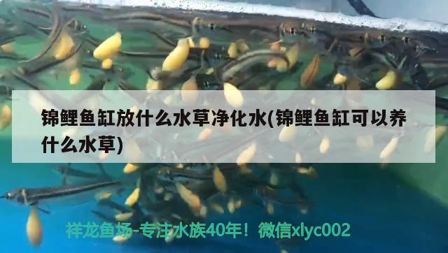 錦鯉魚缸放什么水草凈化水(錦鯉魚缸可以養(yǎng)什么水草)