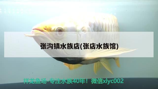 張溝鎮(zhèn)水族店(張店水族館) 熊貓異形魚L46