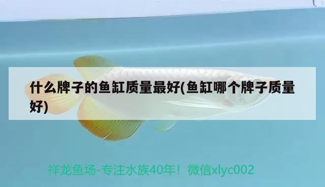 什么牌子的魚缸質(zhì)量最好(魚缸哪個(gè)牌子質(zhì)量好) 魚缸百科 第1張