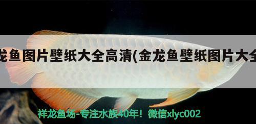 龍魚圖片壁紙大全高清(金龍魚壁紙圖片大全) 白子黃化銀龍魚