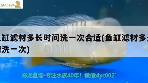 魚缸濾材多長時間洗一次合適(魚缸濾材多久清洗一次) 豬鼻龜