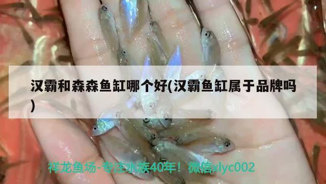 漢霸和森森魚缸哪個(gè)好(漢霸魚缸屬于品牌嗎) 魚缸百科