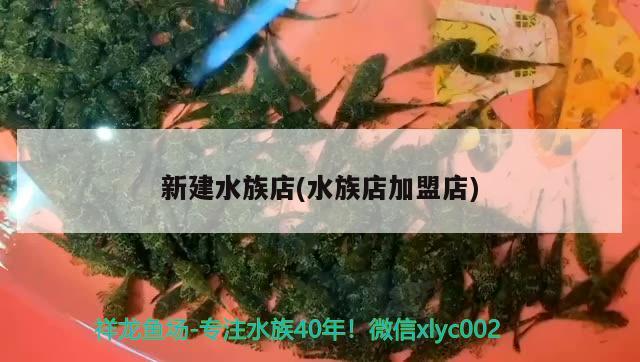 新建水族店(水族店加盟店) 胭脂孔雀龍魚