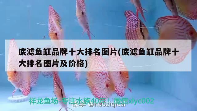 底濾魚缸品牌十大排名圖片(底濾魚缸品牌十大排名圖片及價格)