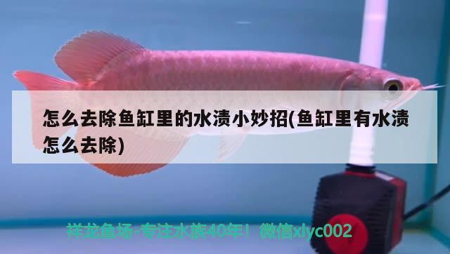 怎么去除魚缸里的水漬小妙招(魚缸里有水漬怎么去除)