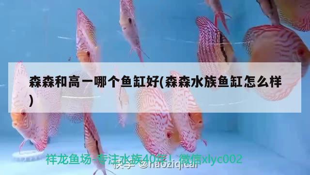 森森和高一哪個魚缸好(森森水族魚缸怎么樣)