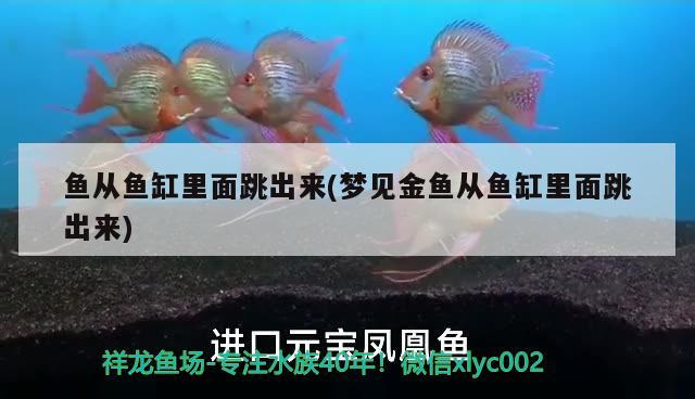 魚從魚缸里面跳出來(夢(mèng)見金魚從魚缸里面跳出來) 觀賞魚市場（混養(yǎng)魚）