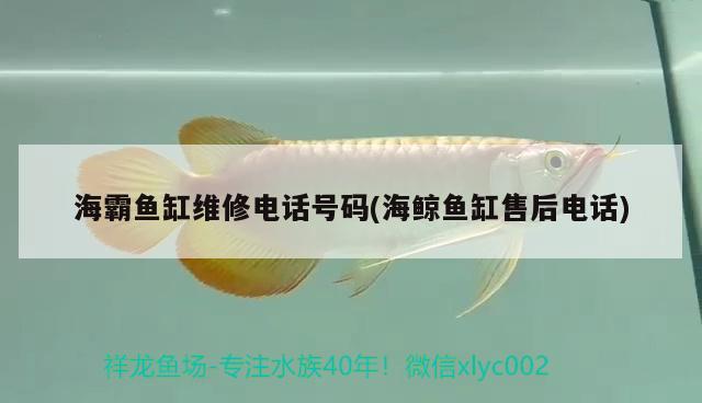 海霸魚缸維修電話號碼(海鯨魚缸售后電話) 魚缸百科 第2張