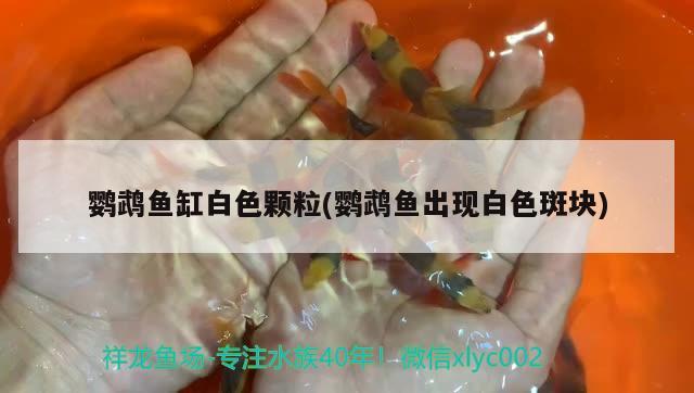 鸚鵡魚缸白色顆粒(鸚鵡魚出現(xiàn)白色斑塊)