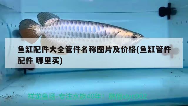 魚缸配件大全管件名稱圖片及價(jià)格(魚缸管件配件哪里買) 新加坡號(hào)半紅龍魚（練手級(jí)紅龍魚）