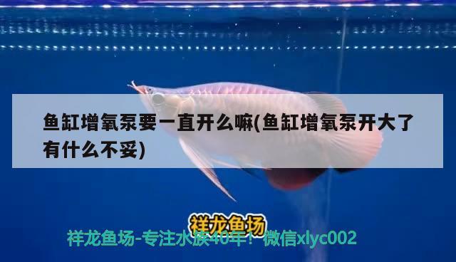 魚缸增氧泵要一直開么嘛(魚缸增氧泵開大了有什么不妥) 水族世界