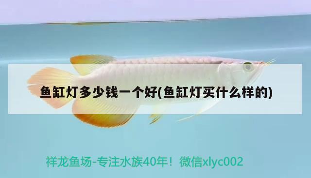 魚缸燈多少錢一個(gè)好(魚缸燈買什么樣的) 泰龐海鰱魚