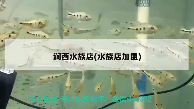 澗西水族店(水族店加盟) 杰西卡恐龍魚(yú)