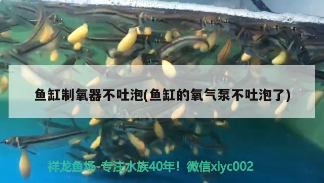 魚缸制氧器不吐泡(魚缸的氧氣泵不吐泡了) 孵化器