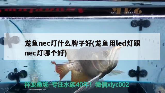 龍魚nec燈什么牌子好(龍魚用led燈跟nec燈哪個好)