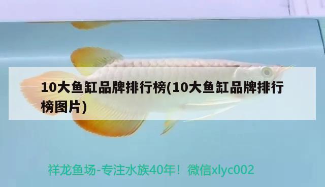 10大魚缸品牌排行榜(10大魚缸品牌排行榜圖片)