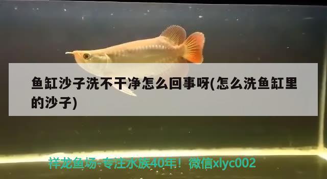 魚缸沙子洗不干凈怎么回事呀(怎么洗魚缸里的沙子)