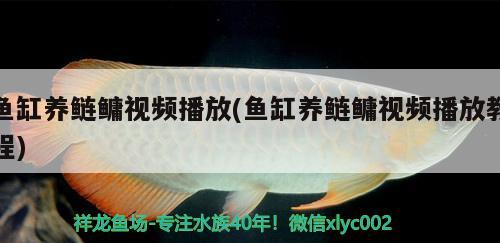 魚缸養(yǎng)鰱鳙視頻播放(魚缸養(yǎng)鰱鳙視頻播放教程) 福滿鉆魚