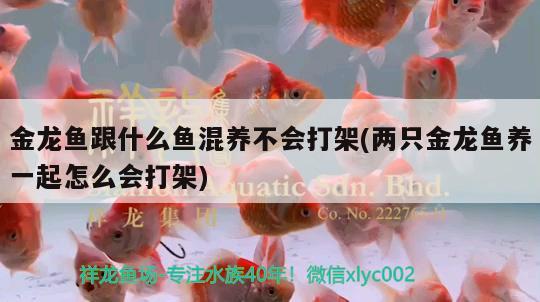 金龍魚跟什么魚混養(yǎng)不會(huì)打架(兩只金龍魚養(yǎng)一起怎么會(huì)打架)