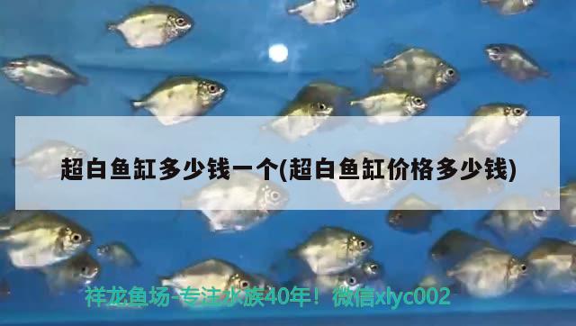 超白魚缸多少錢一個(gè)(超白魚缸價(jià)格多少錢) 充氧泵