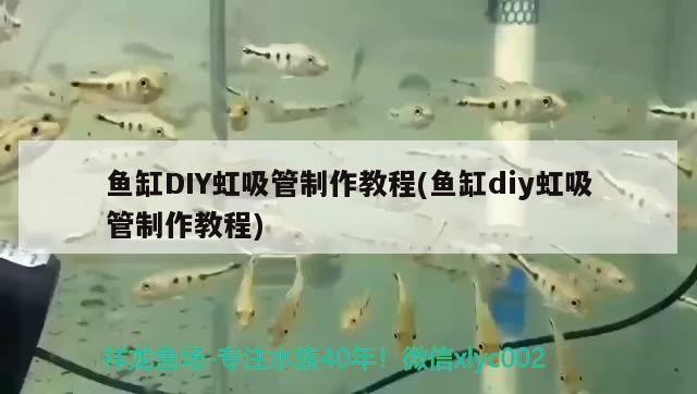 魚缸DIY虹吸管制作教程(魚缸diy虹吸管制作教程) 慈雕魚