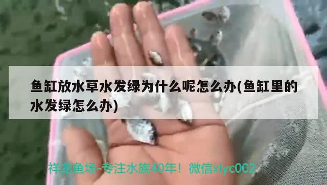 魚缸放水草水發(fā)綠為什么呢怎么辦(魚缸里的水發(fā)綠怎么辦) 水草