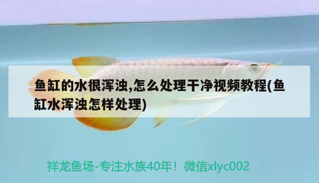 魚缸的水很渾濁,怎么處理干凈視頻教程(魚缸水渾濁怎樣處理)