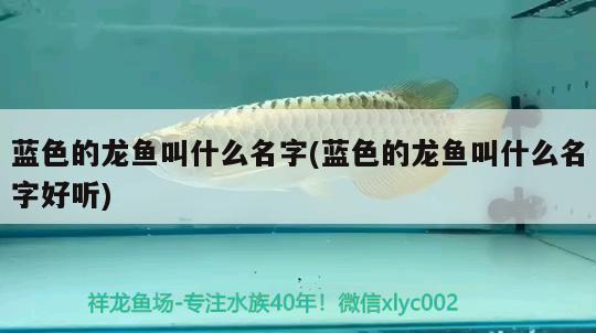 藍色的龍魚叫什么名字(藍色的龍魚叫什么名字好聽)