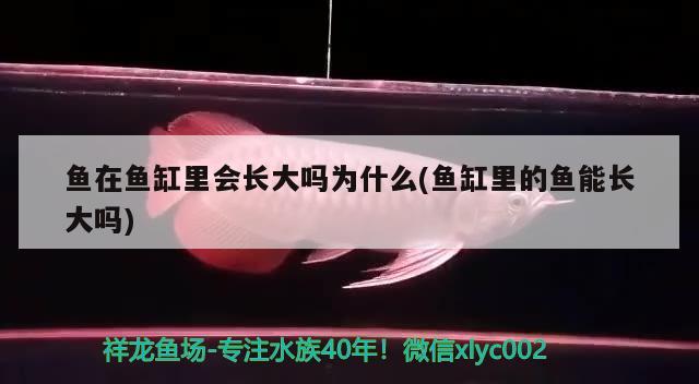 魚(yú)在魚(yú)缸里會(huì)長(zhǎng)大嗎為什么(魚(yú)缸里的魚(yú)能長(zhǎng)大嗎) 水溫計(jì)