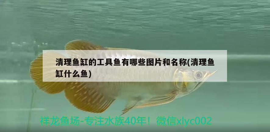 清理魚(yú)缸的工具魚(yú)有哪些圖片和名稱(chēng)(清理魚(yú)缸什么魚(yú)) 鐵甲武士