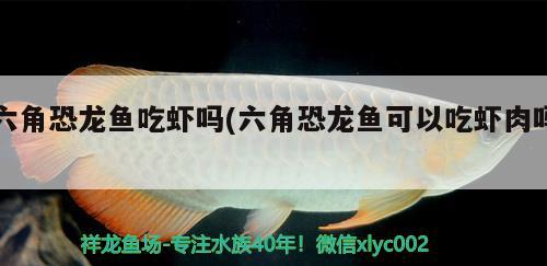 六角恐龍魚吃蝦嗎(六角恐龍魚可以吃蝦肉嗎) 彩鰈魚缸（彩蝶魚缸）