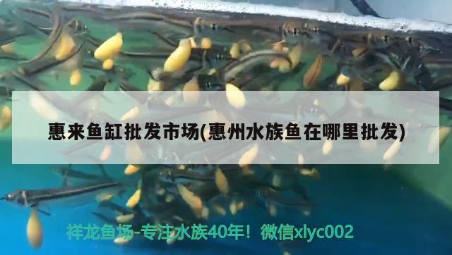 惠來魚缸批發(fā)市場(chǎng)(惠州水族魚在哪里批發(fā))