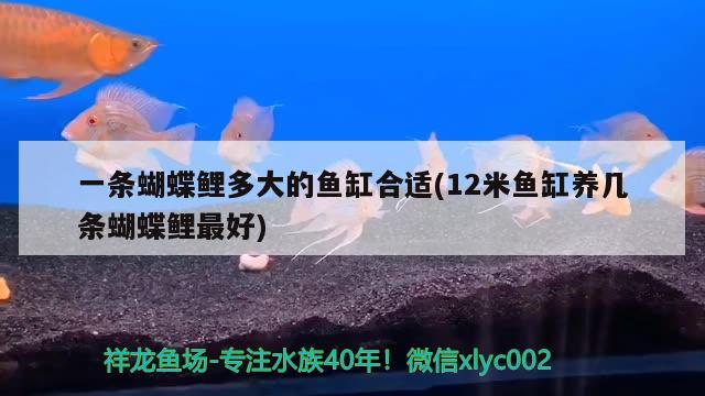 一條蝴蝶鯉多大的魚缸合適(12米魚缸養(yǎng)幾條蝴蝶鯉最好)