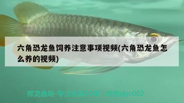 六角恐龍魚(yú)飼養(yǎng)注意事項(xiàng)視頻(六角恐龍魚(yú)怎么養(yǎng)的視頻) 黃金招財(cái)貓魚(yú)