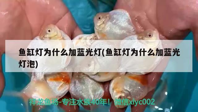 魚缸燈為什么加藍光燈(魚缸燈為什么加藍光燈泡)