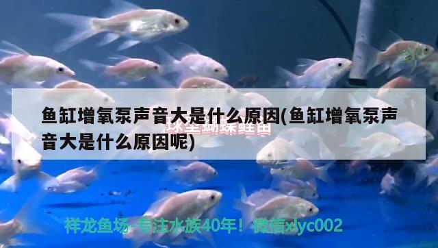 魚缸增氧泵聲音大是什么原因(魚缸增氧泵聲音大是什么原因呢) 虎魚魚苗