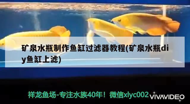 礦泉水瓶制作魚缸過濾器教程(礦泉水瓶diy魚缸上濾)