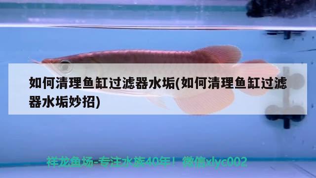 如何清理魚缸過濾器水垢(如何清理魚缸過濾器水垢妙招)