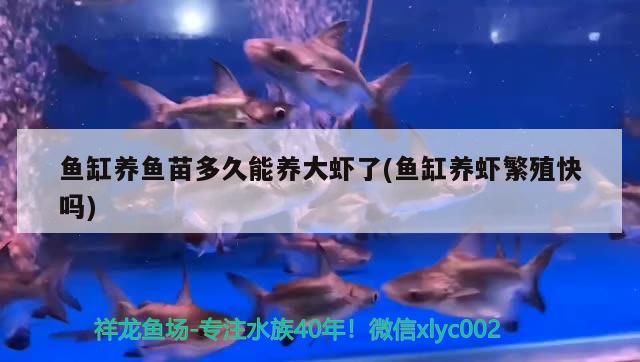 魚缸養(yǎng)魚苗多久能養(yǎng)大蝦了(魚缸養(yǎng)蝦繁殖快嗎) 水族品牌