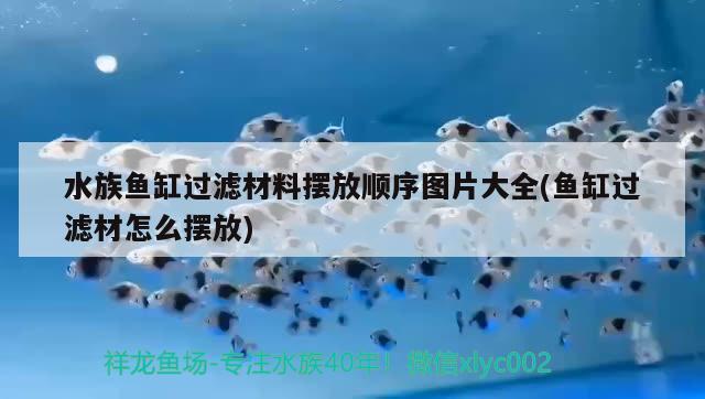 水族魚缸過濾材料擺放順序圖片大全(魚缸過濾材怎么擺放) 國產(chǎn)元寶鳳凰魚