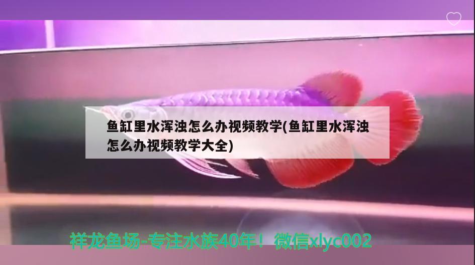 魚缸里水渾濁怎么辦視頻教學(xué)(魚缸里水渾濁怎么辦視頻教學(xué)大全) 祥龍傳奇品牌魚缸