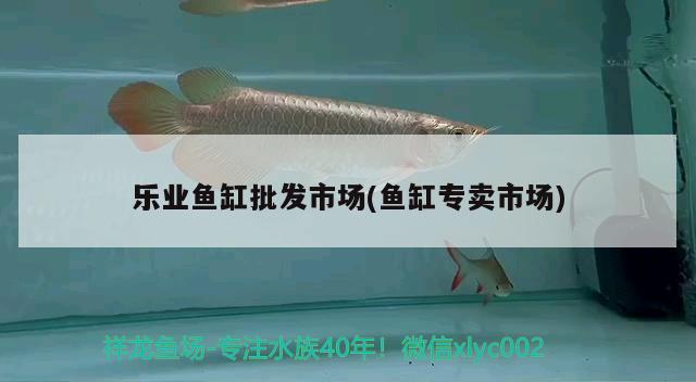 樂業(yè)魚缸批發(fā)市場(chǎng)(魚缸專賣市場(chǎng))